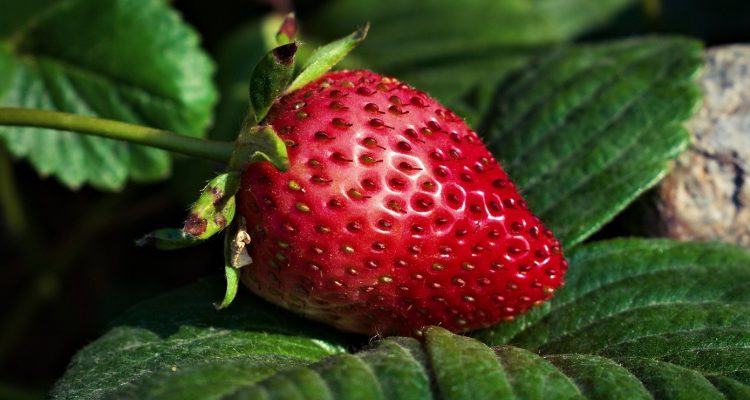 Planter des fraisiers dans une gouttière : les avantages