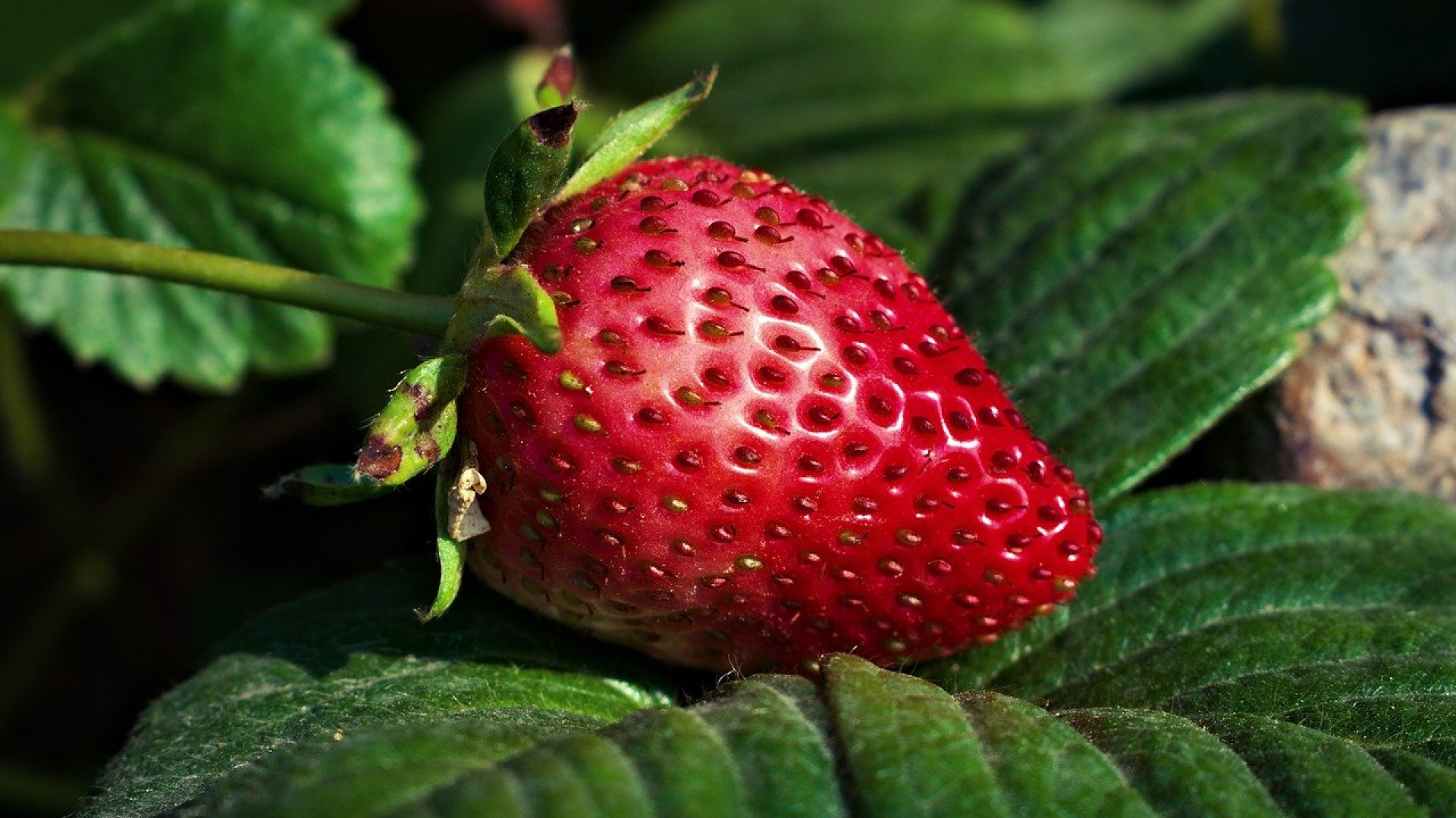 Planter des fraisiers dans une gouttière : les avantages