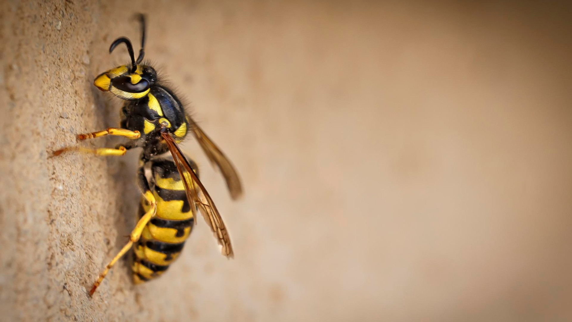 Quels dangers posent les nids de guêpes ?